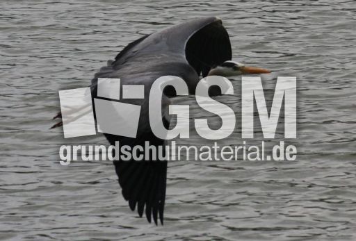 Graureiher-A 223.jpg